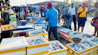 Mesmerizing!! Biggest Fish Market In Srilanka | Negombo Fish Market