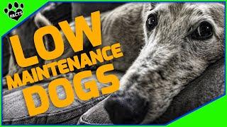 Top 10 Low-Maintenance Dog Breeds for Busy People - Dogs 101