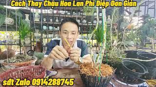 CÁCH THAY CHẬU HOA LAN PHI ĐIỆP CỰC KỲ ĐƠN GIẢN - NAM XE LĂN