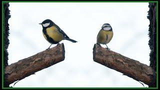 Filming my backyard birds in Sweden!