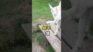 五種 每年人類吃掉最多的動物  #科普 #知識 #動物