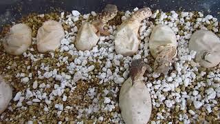 Elevages Lisard (2021) Uromastyx babies hatching