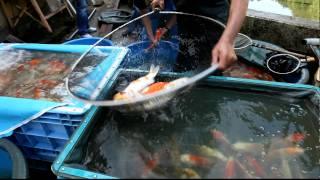 Marusaka Koi Farm   Nisai Kawarigoi   Koibito Japan