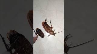 1,2,3 start #cockroach #aymanblog #shorts