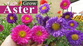 Aster Flower || Aster Plant Care || How to Grow Asters , এ্যাস্টার ফুল