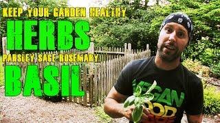 My Vegan Garden | Herbs Basil Sage Parsley