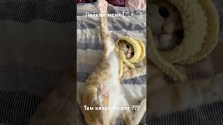 Кот Тимофей #cat #санктпетербург #кот #котик #милота #добро #котики #мимишность #тимофей #коттимофей