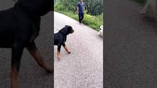 Rottweiler vs Labrador