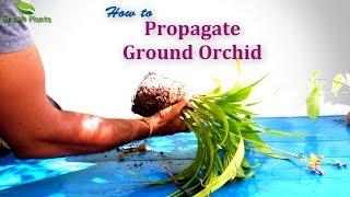 How to Propagate Ground Orchid | Spathoglottis plicata Propagation//GREEN PLANTS