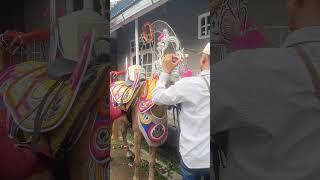 Kuda Renggong di bajuin | Horse so Cute