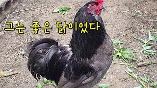 청계 토종닭 숯불구이 우선 회좀 먹고요