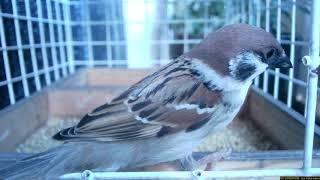 夕ご飯を食べに来るスズメたち 令和6年3月29日㈮  #スズメ #すずめ #雀 #sparrow #sparrows