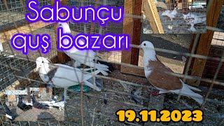 Sabunçu Quş Bazarı 19.11.23 #sabuncuqusbazari #sabuncubazari  #bakigoyercinleri #pigeon