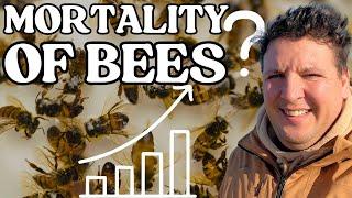 The TRUTH About Bee Colony Depopulation 