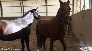 Thoroughbred Horse Breed, Successful Horse Breed, Tyt, Equestrian