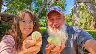 #1 Feeding Tip | Growing Out HUGE Meat Chickens