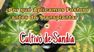 Fertilización en Sandia | Bonanza del Fosforo