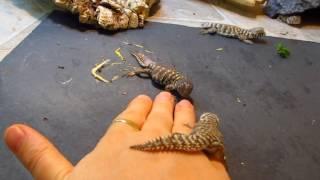 Elevages Lisard (2016) Uromastyx ornata philbyi babies 4