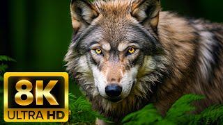 WILD ANIMAL ADVENTURES - 8K VIDEO ULTRA HD [60FPS] - With Relaxing Music (Colorfully Dynamic)