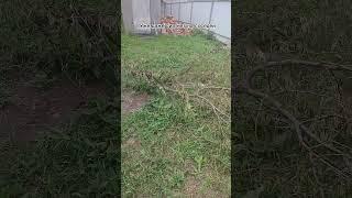 Как вы решаете конфликты с соседями? #дача #садоводничество #соседи #конфликта #огород #сад