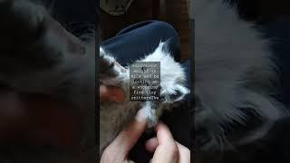 Whisker Wisdom The Surprising Truth About Your Feline Friends AppetiteAs any cat lover...