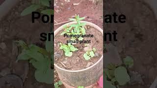 # pomegranate plant in grow# #farming #fire video pp