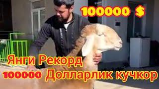 Янги рекорд, Узбекистонда 100минг-$ долларлик кучкор.