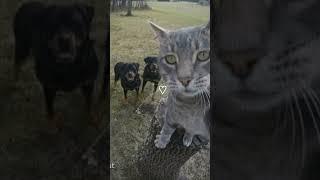 Cute Animals | Cats & Dogs