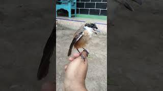 Burung Trotol cendet miyik jinak parah