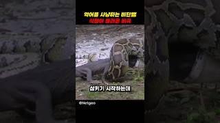 악어를 사냥하는 비단뱀의 최후
