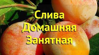Слива домашняя Занятная. Краткий обзор, описание характеристик, где купить саженцы prunus Zanyatnaya