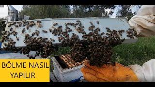 Bölme nasıl yapılır - Neye dikkat etmeliyşz - Beekeeping. arıcılık.