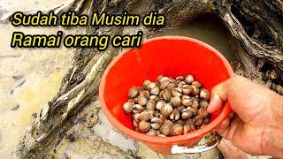 Badol Belajar Cari Kerang Di Pantai Kelanang Banting