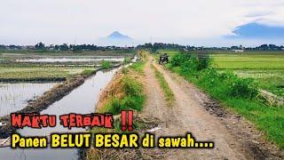 WAKTU TERBAIK ‼️ MANCING BELUT BESAR DI SAWAH