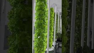 One month growth in an indoor vertical farm located inside an existing garage. #farming #agriculture
