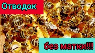 Как понять что в отводка нет матки? Пчеловодство легко и просто. Пасека для вас.
