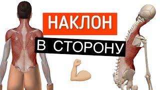 Как происходит боковой наклон шеи и головы в сторону. Анатомия 3D