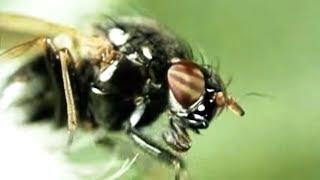 Facts About Flies - Secret Nature | Fly Documentary | Natural History Channel