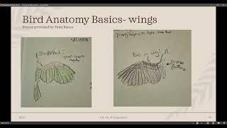 How to Use Art to Improve Your Bird Identification  Hosted by Alex Witkowski