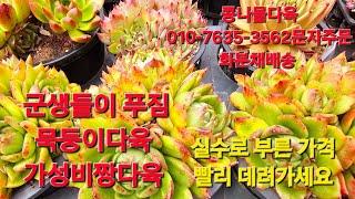 군생들이 푸짐합니다,가성비짱다육 화분채배송 010-7635-3562택배문자주문 콩나물다육