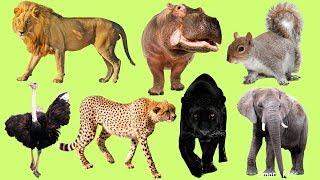 Learn  African animals | Learn Names and Sounds of animals for Toddlers