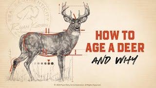 Whitetail Deer Growth & Maturity: How To Age A Buck