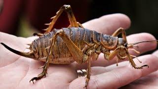 Crazy Creature - 10 Biggest Insects