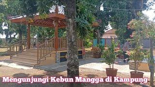 Mengunjungi Kebun Mangga di Kampung