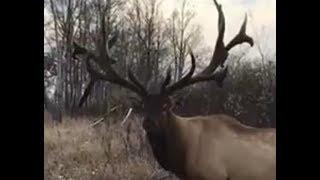 LARGEST CANADIAN NON-TYPICAL ELK