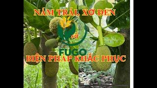 Nám trái, sơ đen cách khắc phục hiện tương.