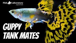 16 Best Guppy Tank Mates 