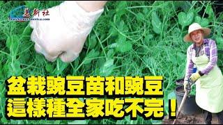 盆栽豌豆苗和豌豆，這樣種全家吃不完！