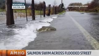 Salmon Swim Across Flooded WA Street