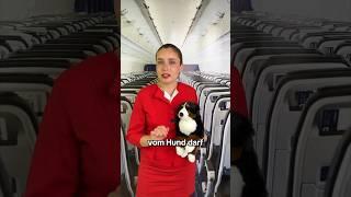  Hund fliegt im Flugzeug mit  [Anzeige] #shorts